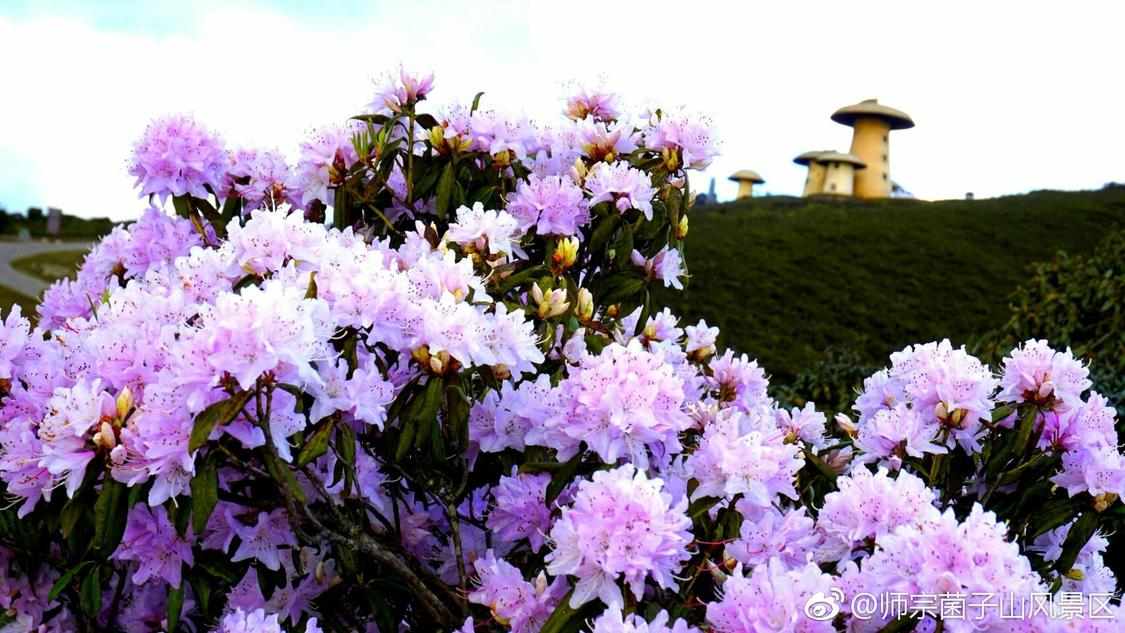 北大回应网红汤匙被录取